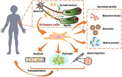 Biomaterial-Based Schwann Cell Transplantation and Schwann Cell-Derived Biomaterials for Nerve Regeneration